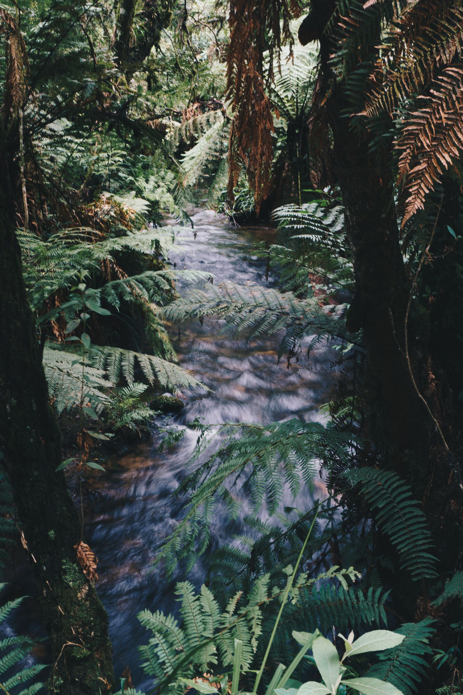 Saut à l'élastique
