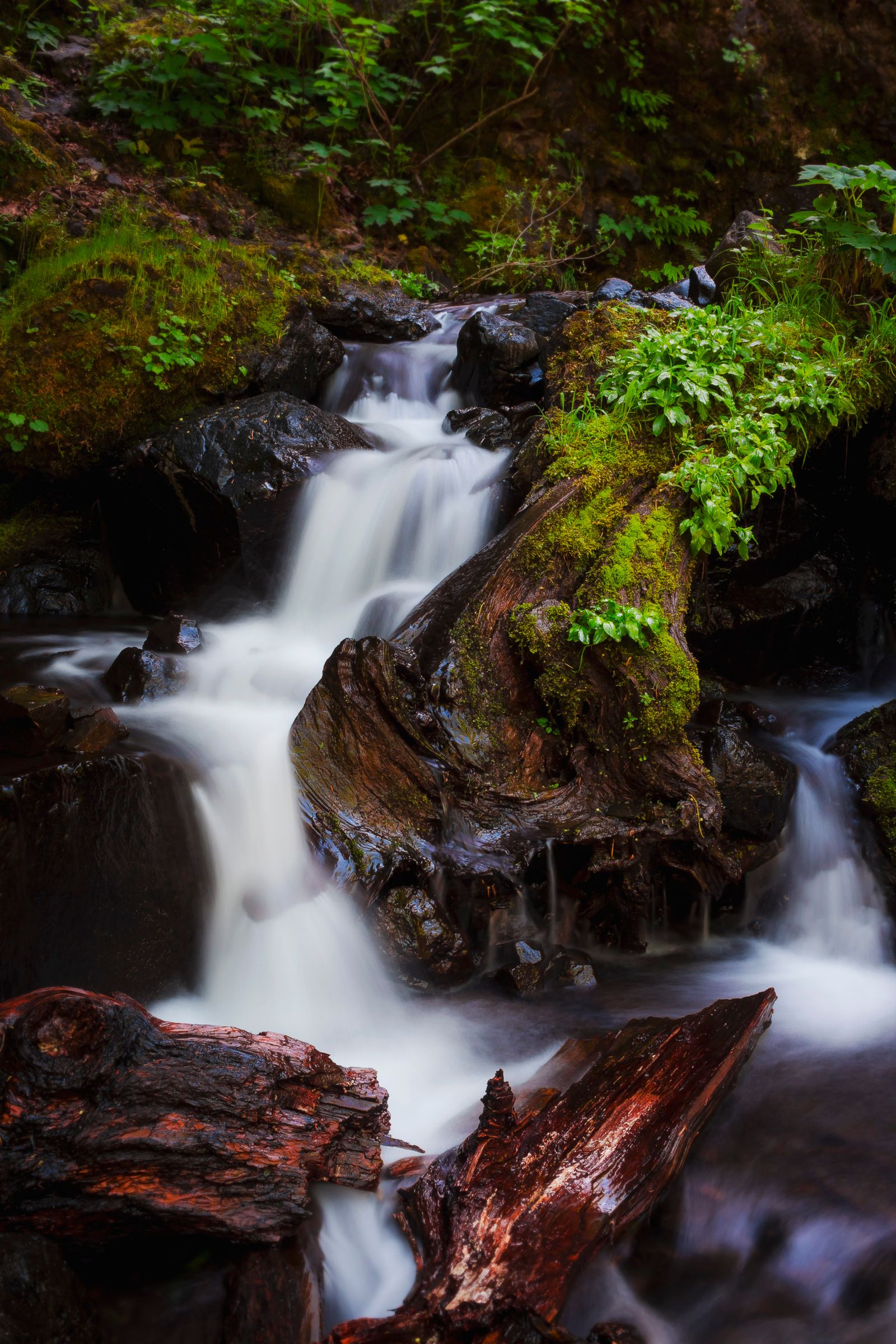 Saut à l'élastique